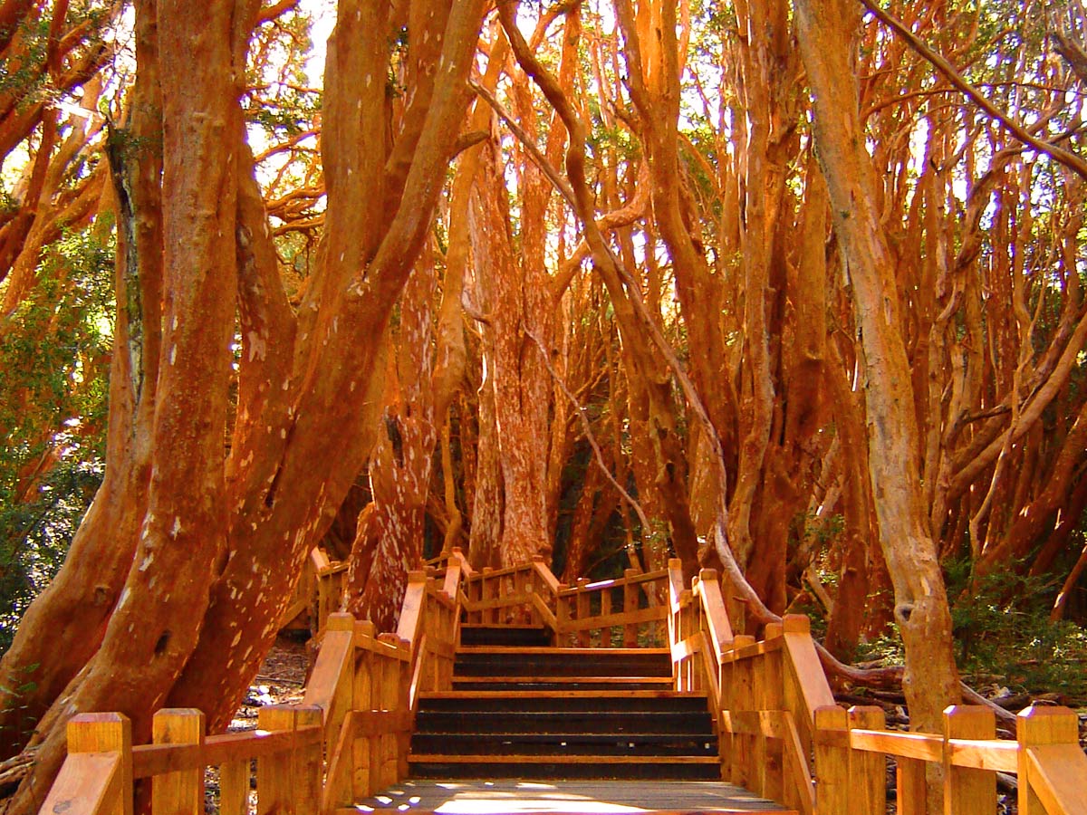 Bosque de Arrayanes, Villa La Angostura